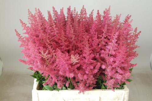 Astilbe Arendsii Grp 'Else Schluck'