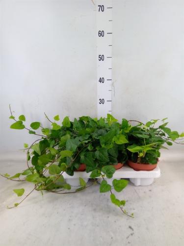 Hedera helix 'Mein Herz'