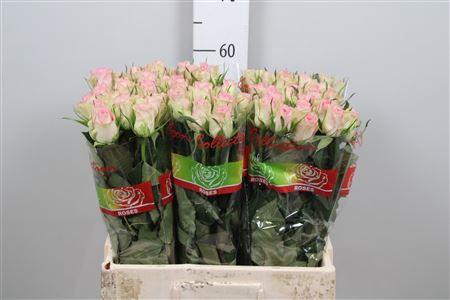 Rosa grootbloemig De Ruiter's Lovely Jewel