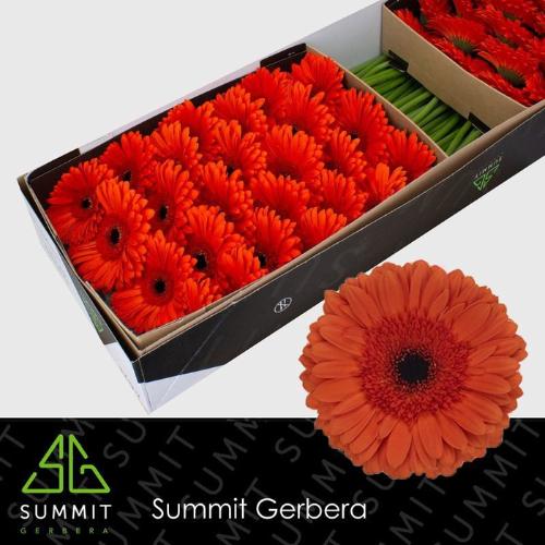 Gerbera grootbloemig 'Capella'