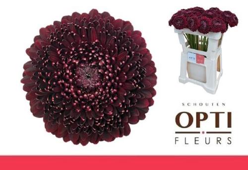 Gerbera Pomponi Black Pearl