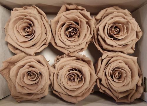 Rosa grootbloemig kleurbehandeld H%