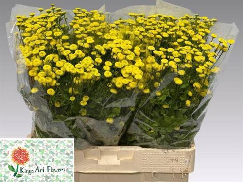 Tanacetum parthenium 'Amazone'
