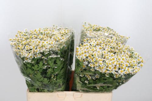 Tanacetum parthenium 'Single Vegmo'