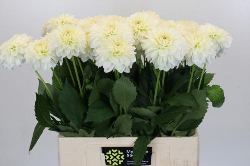 Dahlia 'Snow Cap'
