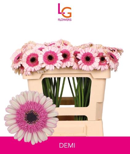 Gerbera mini 'Demi'
