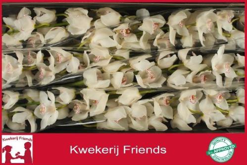 Cymbidium grootbloemig per tak 'Snowbird'