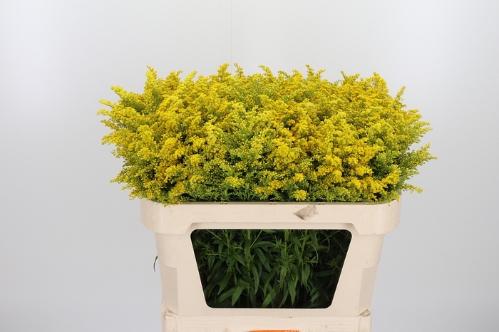 Solidago overig