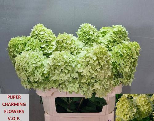 Hydrangea paniculata Magical Candle