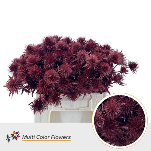 Eryngium alpinum kleurbehandeld H%