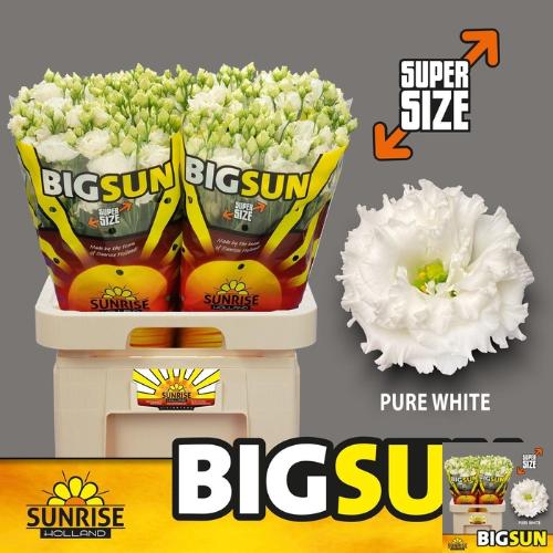 Eustoma russellianum gevuldbloemig 'Alissa Pure White'