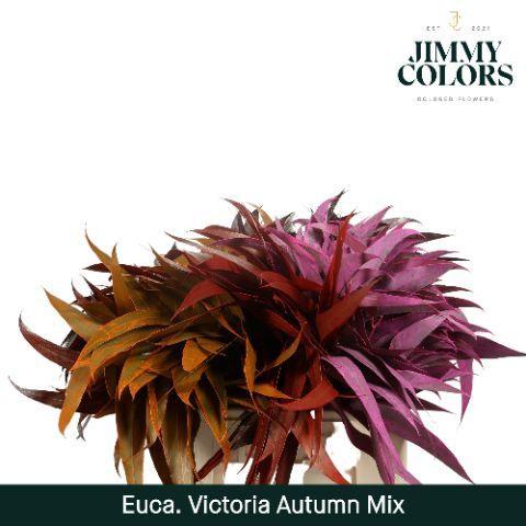 Eucalyptus globulus kleurbehandeld H%