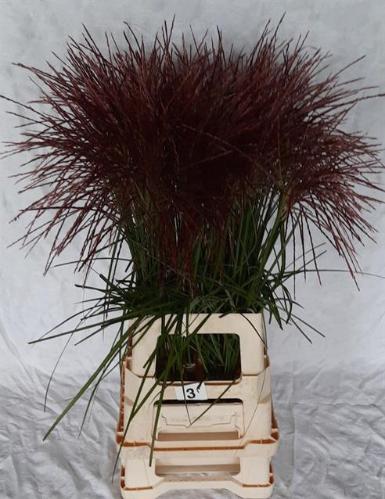 Miscanthus 'Rotfeder'