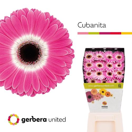 Gerbera grootbloemig 'Cubanita'