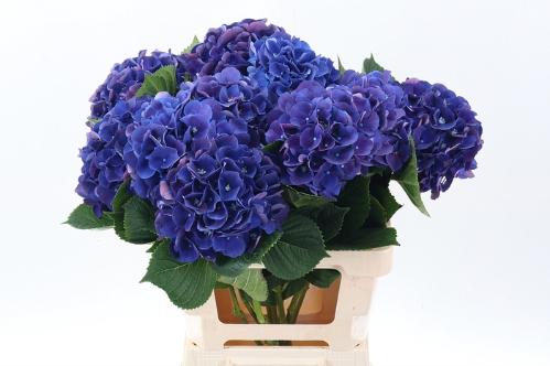 Hydrangea macrophylla Royal King
