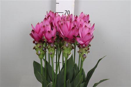 Curcuma alismatifolia Siam Supreme