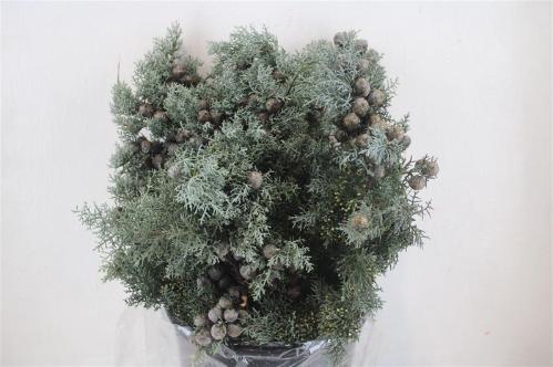 Cupressocyparis leylandii 'Gold Rider'