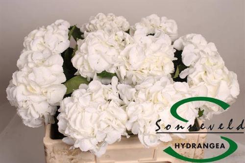 Hydrangea macrophylla Royal Princess