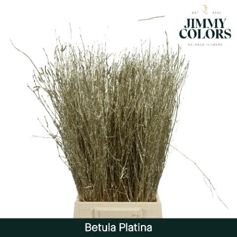 Betula kleurbehandeld H%