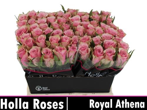 Rosa grootbloemig Athena Royale