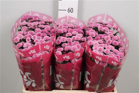 Chrysanthemum (Indicum Grp) tros santini AAA Toss