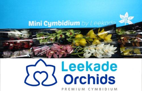 Cymbidium mini per tak gemengd