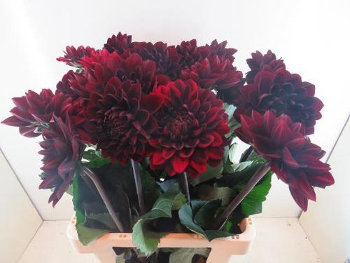 Dahlia (Decorative Grp) 'Manoa'