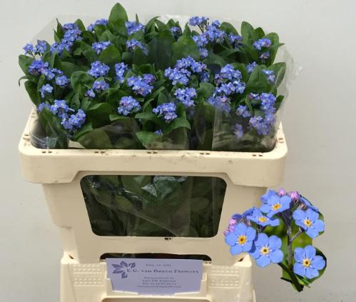 Myosotis alpestris Blue Memory