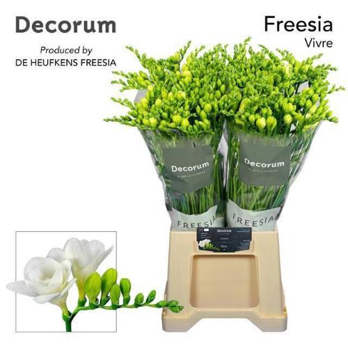 Freesia dubbelbloemig Vivre