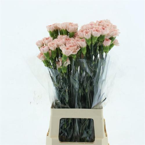 Dianthus standaard 'Noviado'