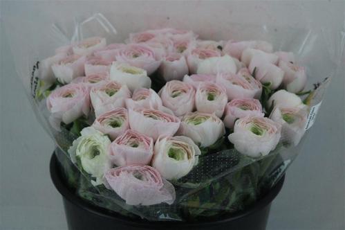 Ranunculus asiaticus Succes Hanoi