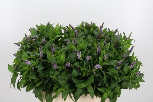 Mentha 'Tigra'