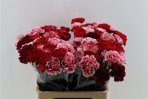 Dianthus standaard gemengd