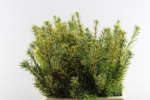 Taxus baccata 'Fastigiata Aurea'
