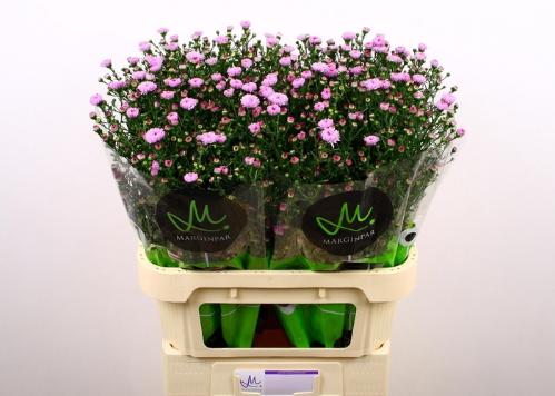 Aster (Novi-belgii Grp) Double Date Pink