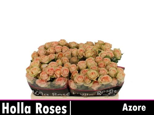 Rosa tros Azore