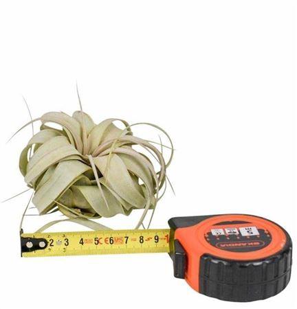 Tillandsia xerographica