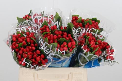 Hypericum Coco Diablo