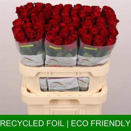 Rosa grootbloemig Madam Red