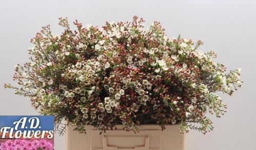 Chamelaucium micranthum 'Liron'