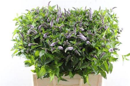 Mentha 'Tigra'