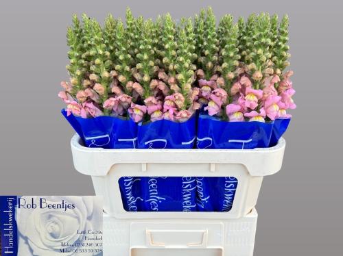 Antirrhinum majus 'Antibes Pink'