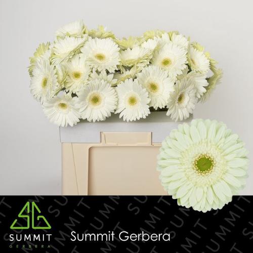 Gerbera grootbloemig Mint