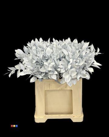 Ruscus kleurbehandeld H%