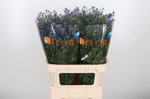 Aster Novi-belgii Grp Casamare