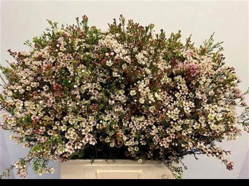 Chamelaucium 'Blondie'