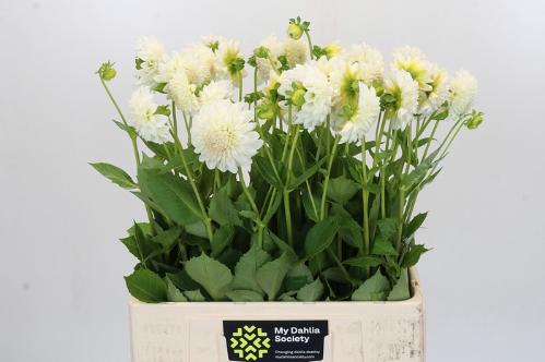 Dahlia Ball Grp 'Boom Boom White'