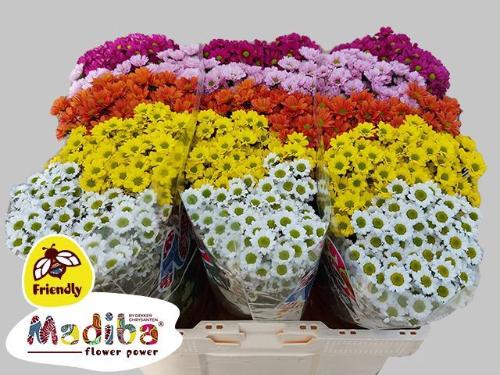 Chrysanthemum Indicum Grp tros santini Madiba gemengd 5 kleuren