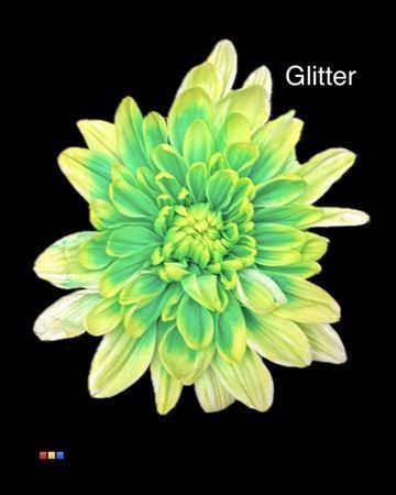 Chrysanthemum Indicum Grp tros kas kleurbehandeld H%