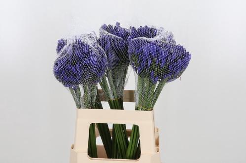 Agapanthus 'Atlantic Ocean'